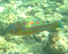 Thalassoma trilobatum