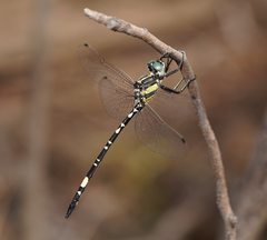 Parasynthemis regina