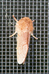 Psaphida styracis