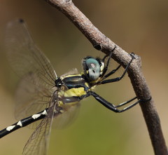 Parasynthemis regina
