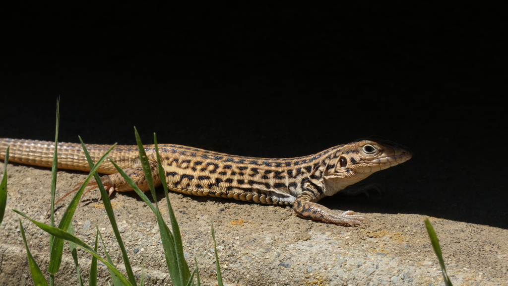 California Whiptail From Placer County, CA, USA On May 16, 2023 By Ryan ...