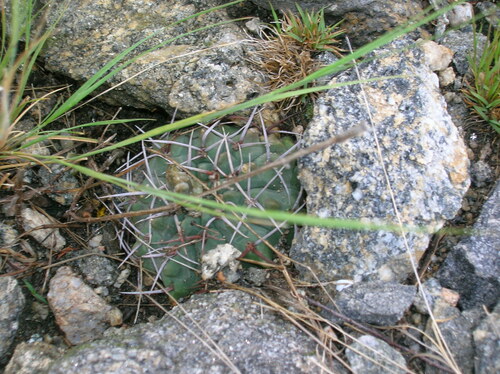 Gymnocalycium ochoterenae