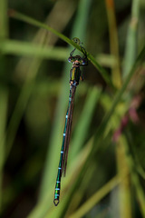 Austrolestes cingulatus