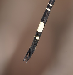 Parasynthemis regina