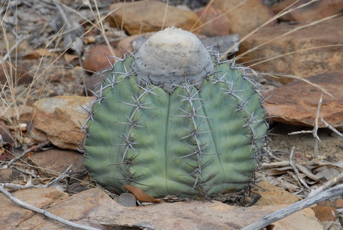 Woolly wax-stem Turk's-cap cactus (Melocactus glaucescens)