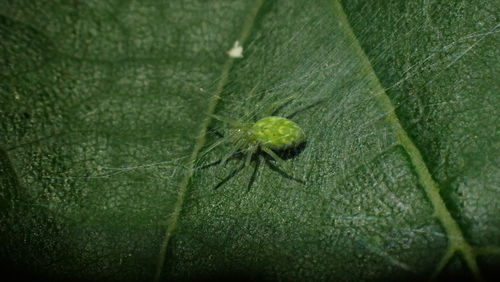 Photo of Green Meshweaver (Nigma walckenaeri)