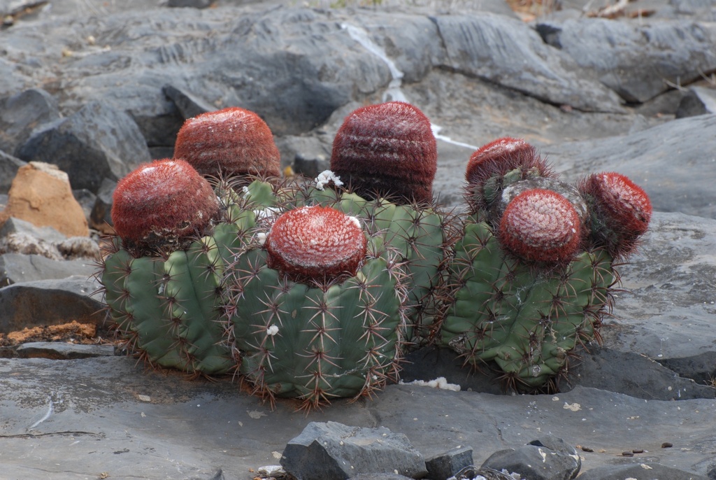 Melocactus levitestatus, Iuiú - State of Bahia, Brazil