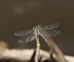 Austroepigomphus praeruptus
