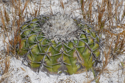 Discocactus placentiformis