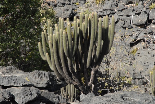 Facheiroa cephaliomelana ssp. estevesii