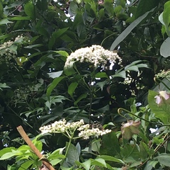 Viburnaceae