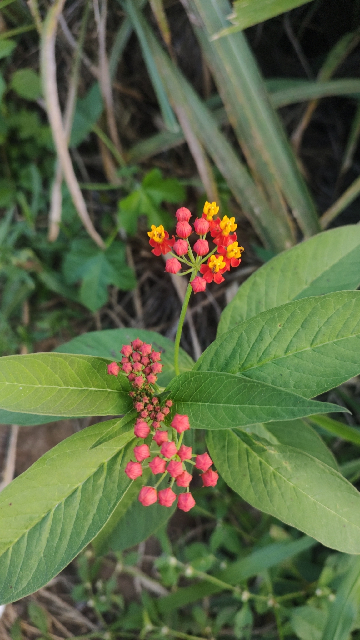 Asclepias curassavica