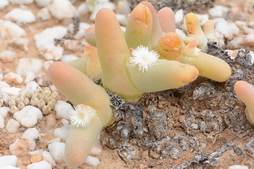 Mesembryanthemum digitatum Aiton 3