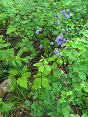 Adenophora divaricata