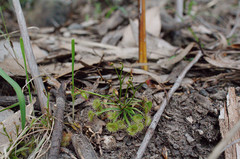 Drosera auriculata