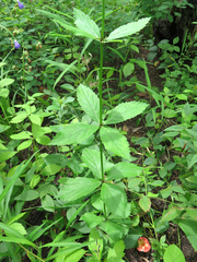 Adenophora divaricata