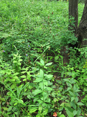 Adenophora divaricata