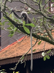 Trachypithecus obscurus