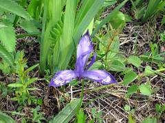 Iris ruthenica