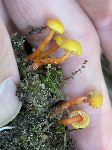 Hygrocybe parvula