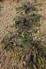 Sonchus novae-zelandiae