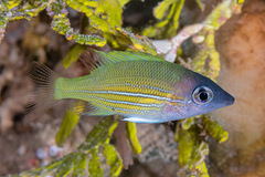 Orange-Spotted Emperor photo 2
