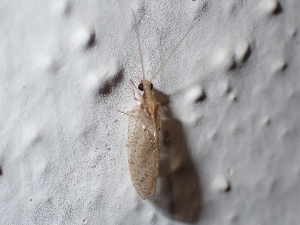 Hemerobius azoricus