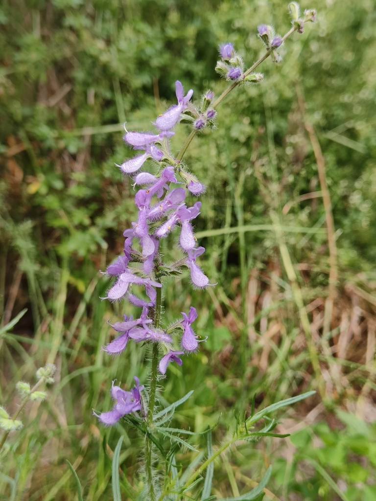 Macedonian Sage