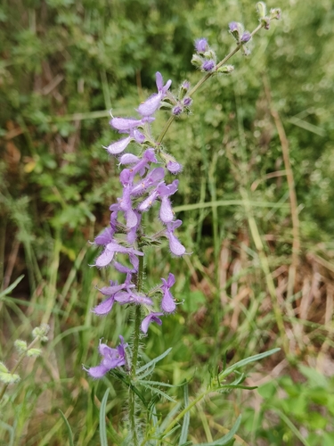 Salvia jurisicii