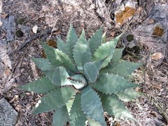Agave wocomahi