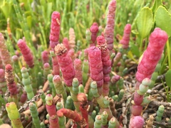 Salicornia blackiana