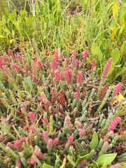 Salicornia blackiana