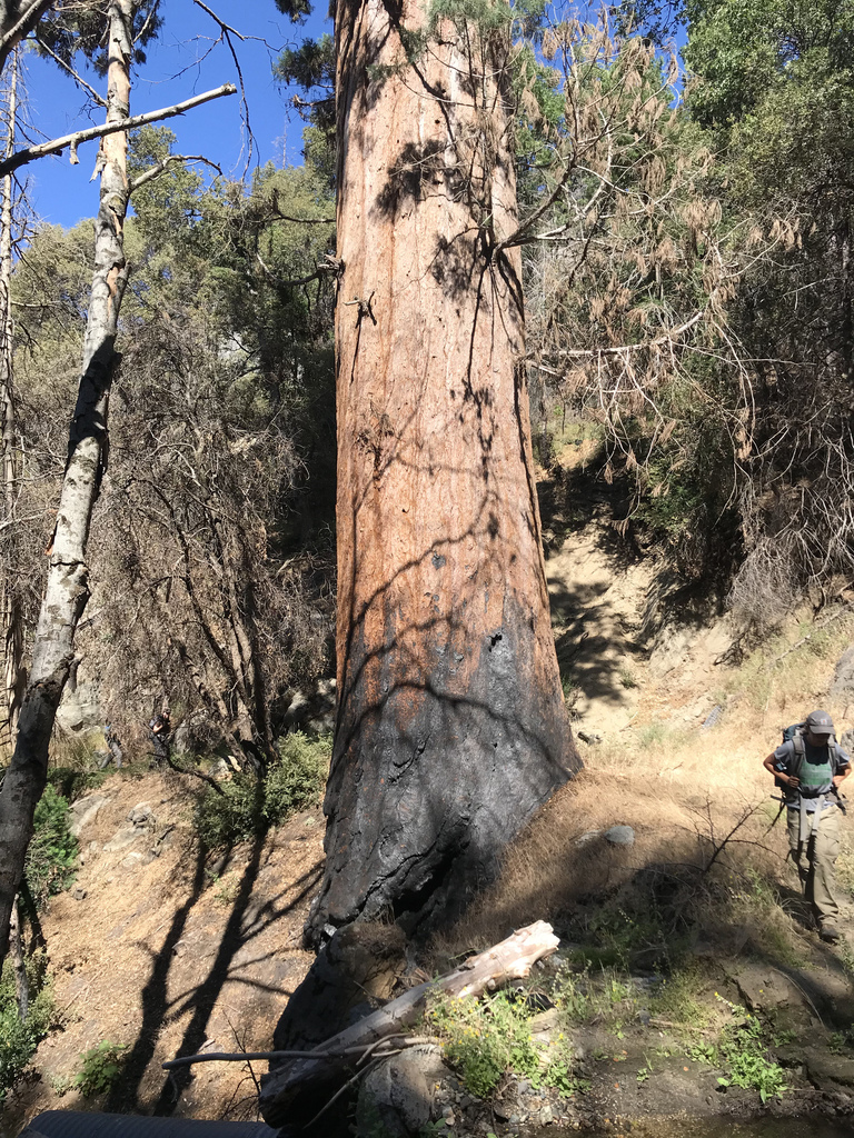 giant sequoia from Kings Canyon/sequoia, Sequoia National Park, Sequoia ...