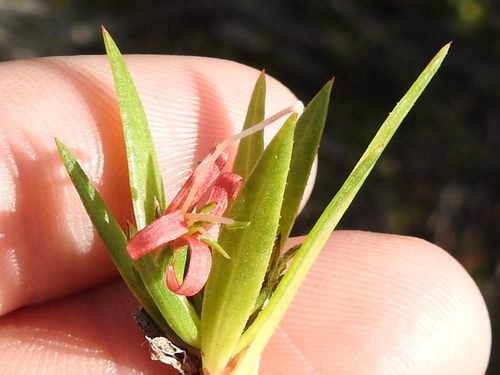 Image of Coker's Beach Creeper (Ernodea cokeri) by (c) Sam Kieschnick, some rights reserved (CC BY)