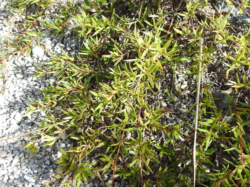 Image of Coker's Beach Creeper (Ernodea cokeri) by (c) Sam Kieschnick, some rights reserved (CC BY)