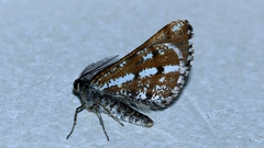 Bupalus piniaria