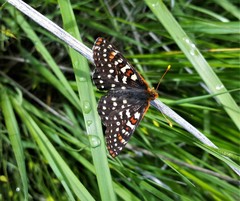 Euphydryas colon