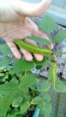 Psophocarpus tetragonolobus