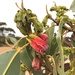 Eucalyptus sweedmaniana - Photo (c) Dean Nicolle,  זכויות יוצרים חלקיות (CC BY-NC), הועלה על ידי Dean Nicolle