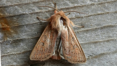 Orthosia gracilis