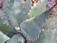 Agave wocomahi