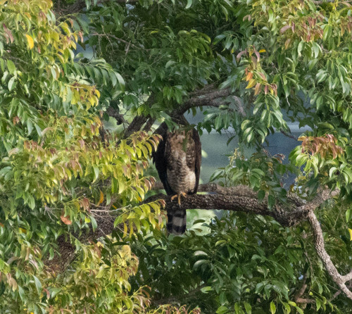 Sulawesi Hawk-Eagle (Nisaetus lanceolatus), photo 6