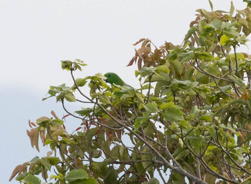 Golden-mantled Racket-tail (Prioniturus platurus), photo 8