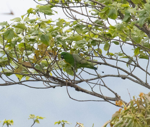 Golden-mantled Racket-tail (Prioniturus platurus), photo 4