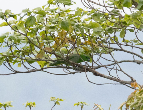 Golden-mantled Racket-tail (Prioniturus platurus), photo 5