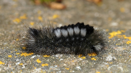 Dark Tussock