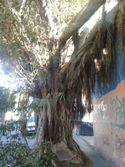 Ficus pertusa