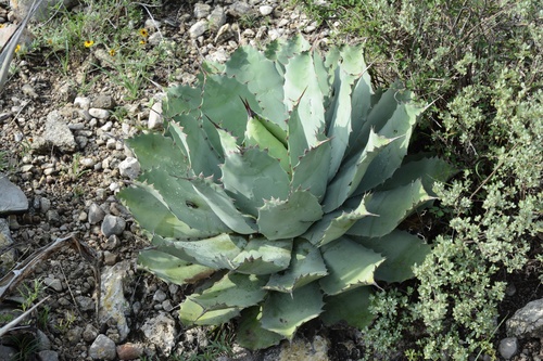 Agave potatorum