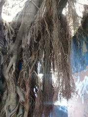Ficus pertusa