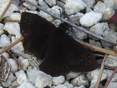 Ephyriades brunnea floridensis